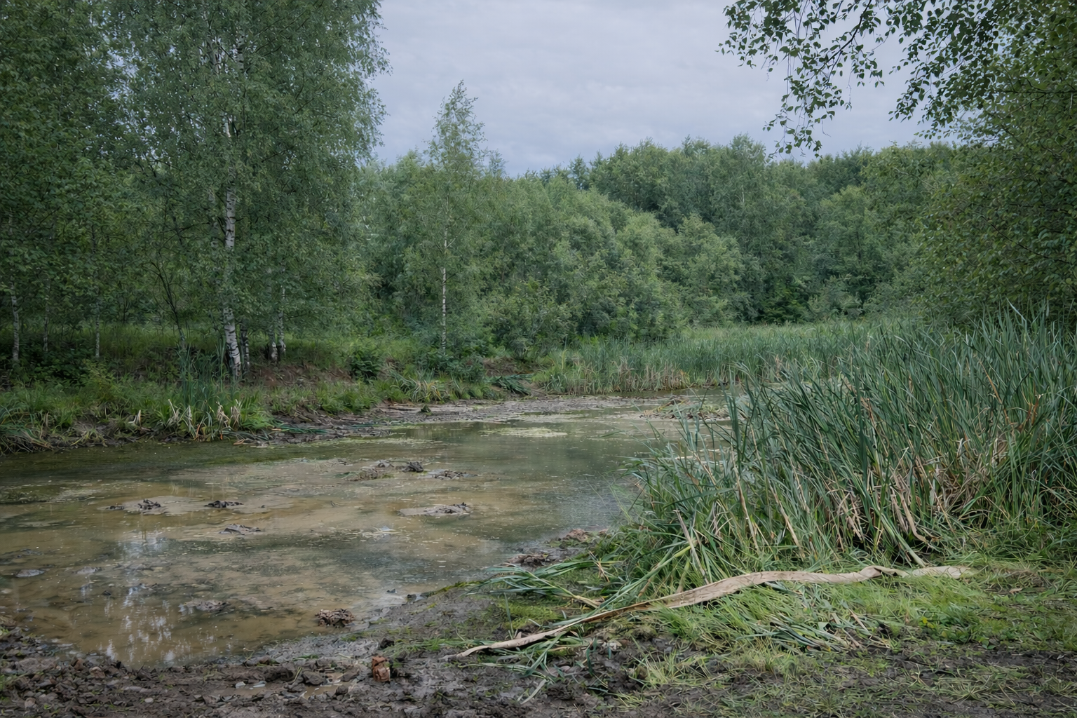 Работа RedHills — проект 6: очистка водоёмов, земляные работы, благоустройство